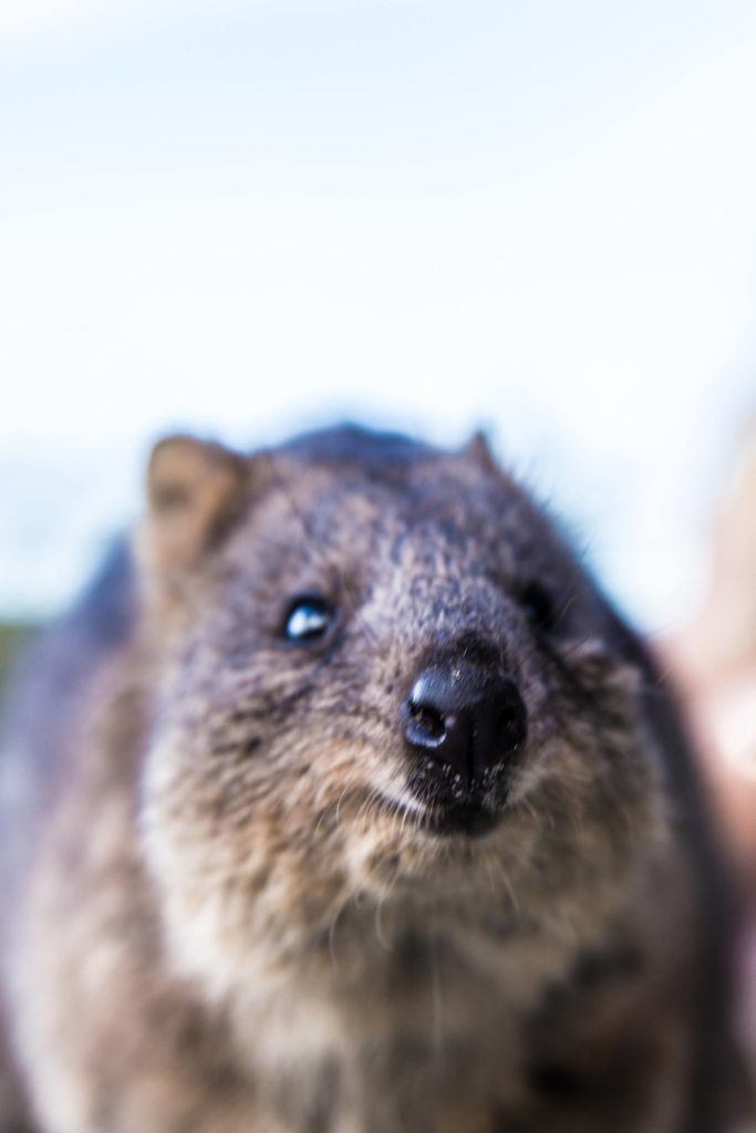 Is Rottnest Island worth a visit? To Rottnest or Not to Rottnest.